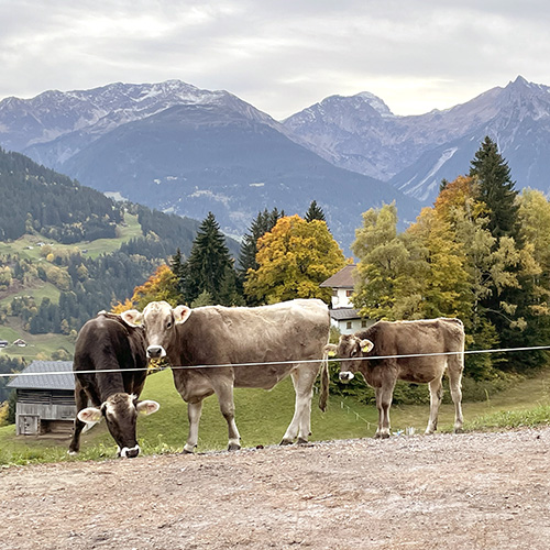Rinder im Herbst